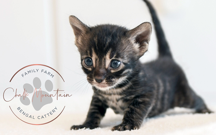 Bengal kitten for sale